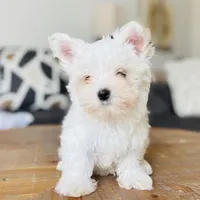 Maltese, a male Maltese for sale in Orlando, FL – Photo 7 of 9