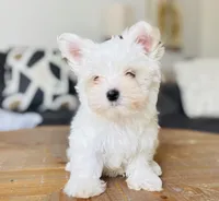 Maltese, a male Maltese for sale in Orlando, FL – Photo 4 of 5