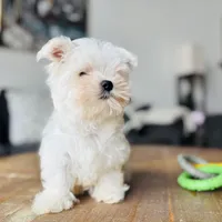 Maltese, a male Maltese for sale in Orlando, FL – Photo 1 of 9