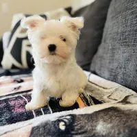 Maltese, a male Maltese for sale in Orlando, FL – Photo 5 of 9