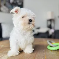 Maltese, a male Maltese for sale in Orlando, FL – Photo 2 of 9