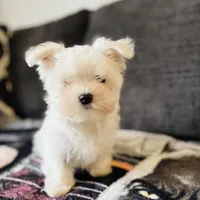 Maltese, a male Maltese for sale in Orlando, FL – Photo 4 of 9