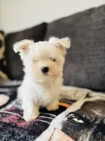 Maltese, a male Maltese for sale in Orlando, FL – Photo 2 of 5