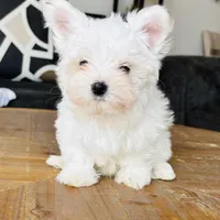 Maltese, a male Maltese for sale in Orlando, FL – Photo 8 of 9