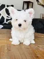 Maltese, a male Maltese for sale in Orlando, FL – Photo 5 of 5