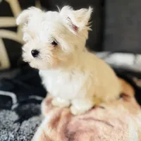 Maltese, a male Maltese for sale in Orlando, FL – Photo 6 of 9