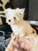 Maltese, a male Maltese for sale in Orlando, FL – Photo 3 of 5