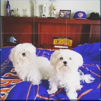 Maltese, a male Maltese for sale in Orlando, FL – Photo 9 of 9