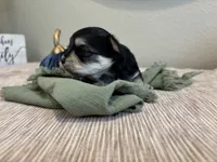 Morkie Boy, a male Morkie for sale in Orlando, FL – 2 of 2