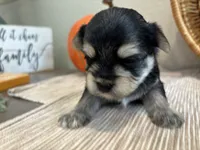 Morkie Girl 4, a female Morkie for sale in Orlando, FL – 2 of 2