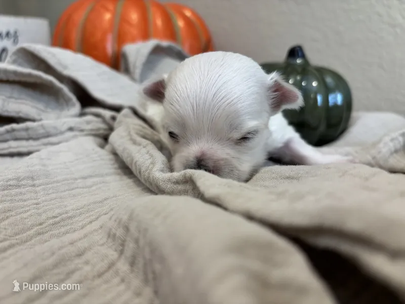 Maltese Boy 3, a male Maltese for sale in Orlando, FL – 1 of 2