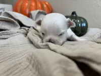 Maltese Boy 3, a male Maltese for sale in Orlando, FL – 1 of 2