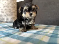 Puppy 2, a male Morkie for sale in Orlando, FL – 3 of 6