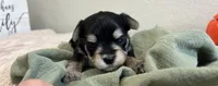 Morkie Girl 5, a female Morkie for sale in Orlando, FL – 2 of 2
