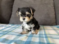 Puppy 2, a male Morkie for sale in Orlando, FL – 2 of 6