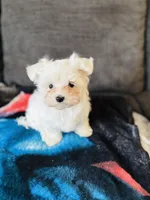 Maltese, a male Maltese for sale in Orlando, FL – Photo 5 of 6