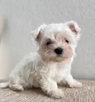 processed/fc3d82bb-80ab-4793-b8f6-3d26a87cb9eb/listing/bdc86cc3-4dec-4b17-ba69-6fa2376d1d7e/1d86e3c3-8522-45c8-91d7-ccc2ca4070fa