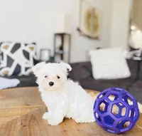 Maltese, a male Maltese for sale in Orlando, FL – Photo 6 of 6