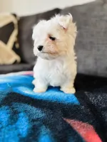 Maltese, a male Maltese for sale in Orlando, FL – Photo 2 of 6