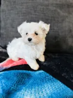 Maltese, a male Maltese for sale in Orlando, FL – Photo 4 of 6