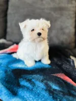 Maltese, a male Maltese for sale in Orlando, FL – Photo 1 of 6