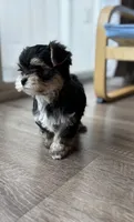 Puppy 2, a male Morkie for sale in Orlando, FL – 4 of 6