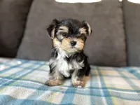 Puppy 2, a male Morkie for sale in Orlando, FL – 5 of 6