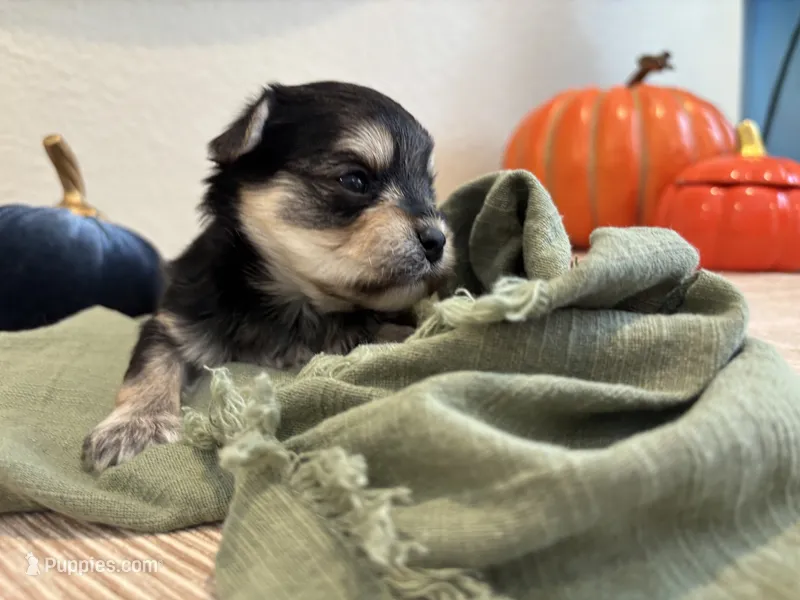 Morkie Girl 4, a female Morkie for sale in Orlando, FL – 1 of 2
