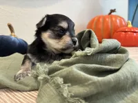 Morkie Girl 4, a female Morkie for sale in Orlando, FL – 1 of 2