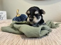 Morkie Boy, a male Morkie for sale in Orlando, FL – 1 of 2
