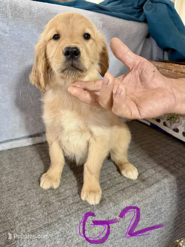 Girl 2 – Golden Retriever puppy for sale in Gilbert, AZ