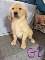 Girl 2, a female Golden Retriever for sale in Gilbert, AZ – Photo 2 of 2