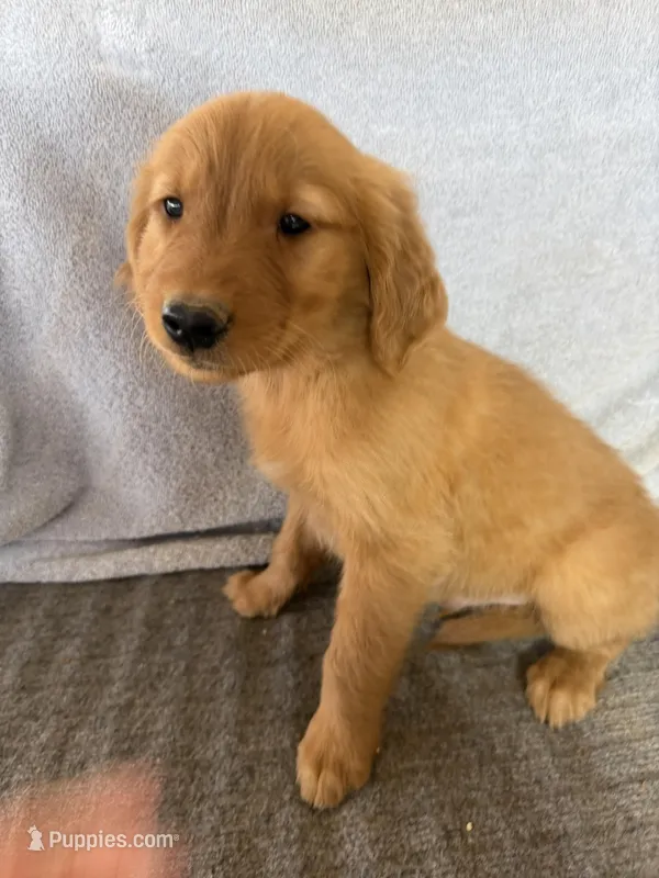 Girl 4 – Golden Retriever puppy for sale in Gilbert, AZ