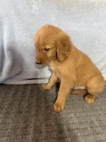 Girl 4, a female Golden Retriever for sale in Gilbert, AZ – Photo 4 of 5