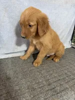 Girl 4, a female Golden Retriever for sale in Gilbert, AZ – Photo 5 of 5