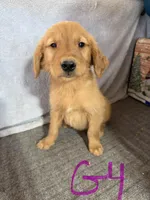 Girl 4, a female Golden Retriever for sale in Gilbert, AZ – Photo 2 of 5