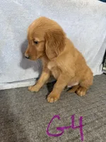 Girl 4, a female Golden Retriever for sale in Gilbert, AZ – Photo 3 of 5