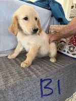 Boy 1, a male Golden Retriever for sale in Gilbert, AZ – Photo 2 of 2