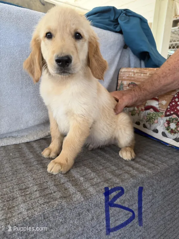 Boy 1 – Golden Retriever puppy for sale in Gilbert, AZ