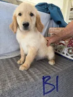 Boy 1, a male Golden Retriever for sale in Gilbert, AZ – Photo 1 of 2