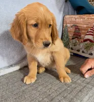 Girl 1, a female Golden Retriever for sale in Gilbert, AZ – Photo 2 of 2