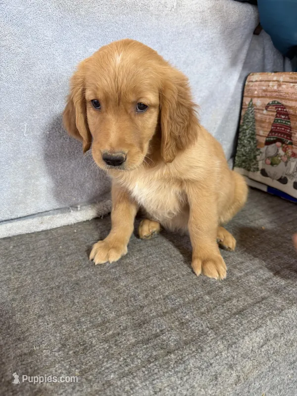 Girl 1 – Golden Retriever puppy for sale in Gilbert, AZ