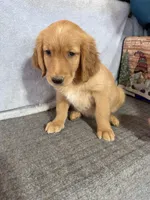 Girl 1, a female Golden Retriever for sale in Gilbert, AZ – Photo 1 of 2