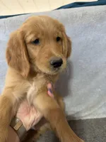 Boy 2, a male Golden Retriever for sale in Gilbert, AZ – Photo 4 of 6