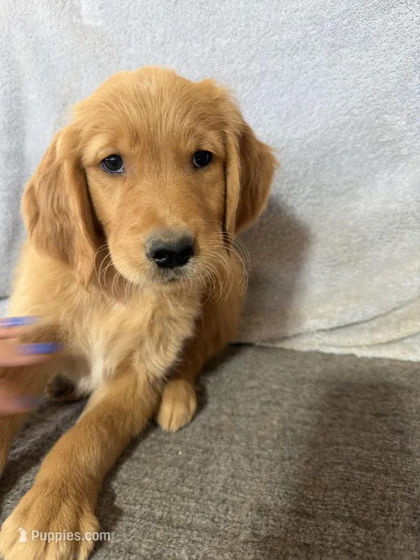 Boy 2 – Golden Retriever puppy for sale in Gilbert, AZ