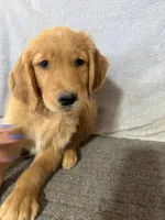 Boy 2, a male Golden Retriever for sale in Gilbert, AZ – Photo 1 of 6