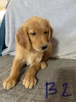 Boy 2, a male Golden Retriever for sale in Gilbert, AZ – Photo 2 of 6