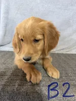 Boy 2, a male Golden Retriever for sale in Gilbert, AZ – Photo 3 of 6