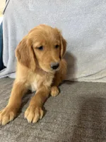 Boy 2, a male Golden Retriever for sale in Gilbert, AZ – Photo 6 of 6