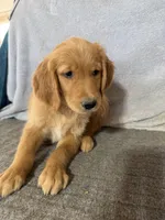 Boy 2, a male Golden Retriever for sale in Gilbert, AZ – Photo 5 of 6